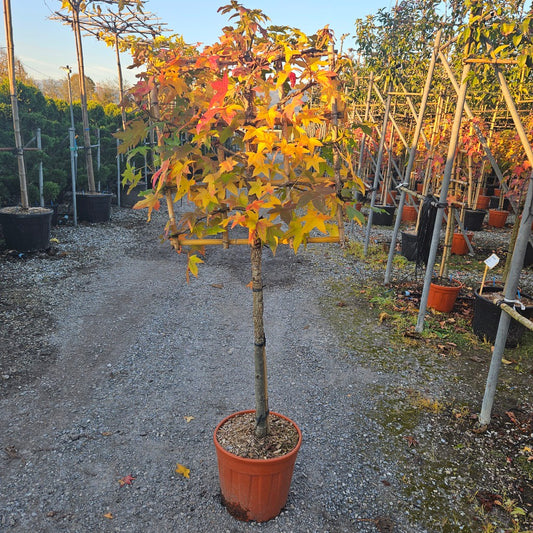 Liquidambar styraciflua / C25 - 1/2 STD + 70x70 spalier-Easy Garden Centre