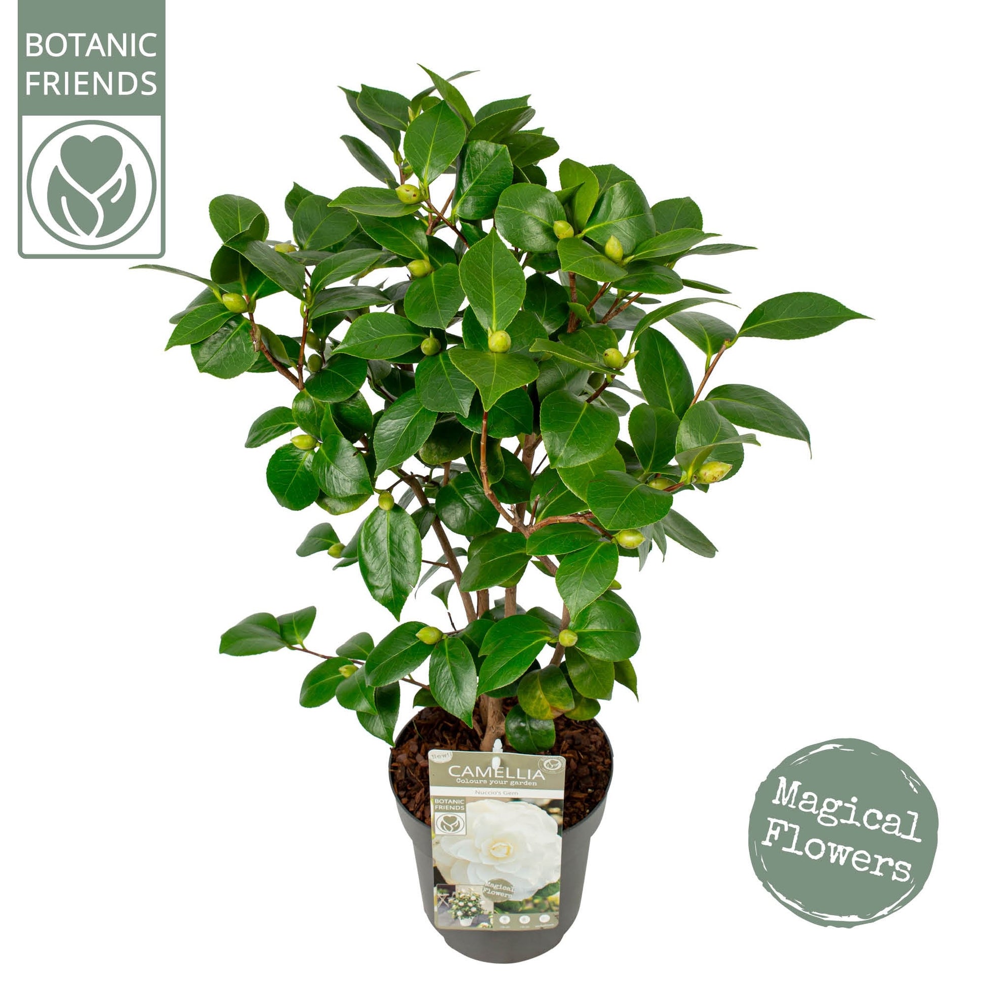 Camellia jap. 'Nuccio's Gem' / 3Ltr Premier-Easy Garden Centre