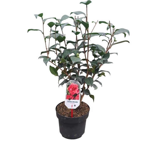 Camellia j. 'Principessa Baciocchi' / 40/50 C.3 – Easy Garden Centre