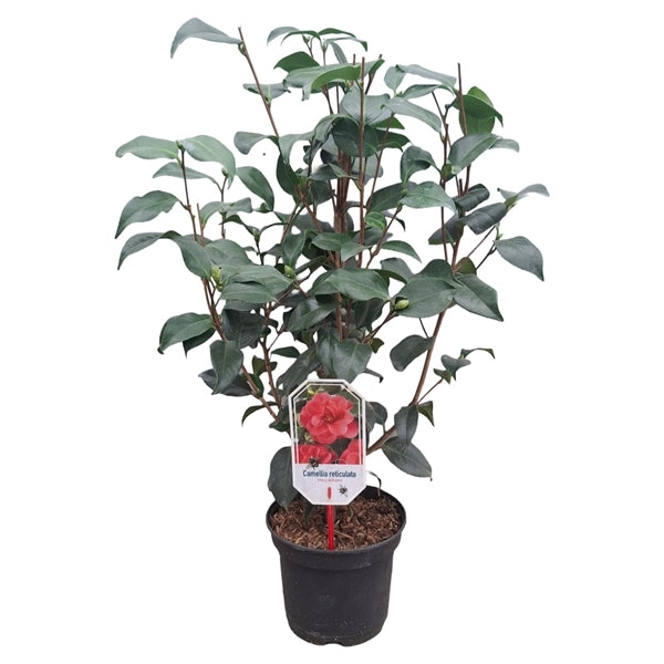 Camellia ret. 'Mary Williams' roze 40/50 C.3-Easy Garden Centre