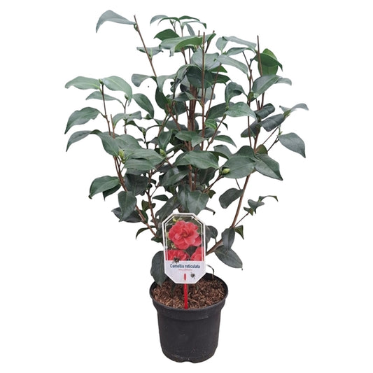 Camellia ret. 'Mary Williams' roze 40/50 C.3-Easy Garden Centre