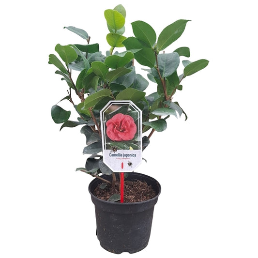 Camellia j. 'Lady Campbell' / 40/50 C.3-Easy Garden Centre