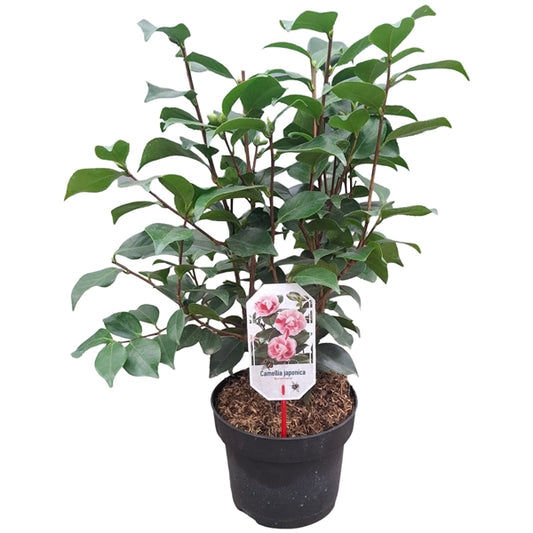 Camellia j. 'Bonomiana' roze 40/50 C.3-Easy Garden Centre