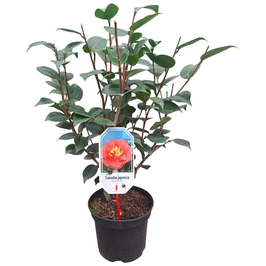 Camellia j. 'Blood of China' red / 40/50 C.3-Easy Garden Centre