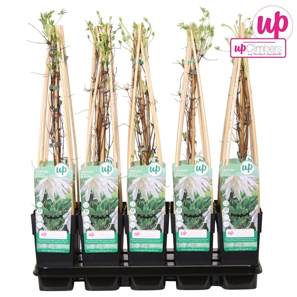 Clematis Alpina Albina Plena (Alpine Clematis, white flowers) / 2ltr, 65cm-Easy Garden Centre