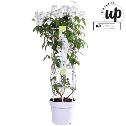 Clematis Montana mix / 5ltr , 75cm tall-Easy Garden Centre