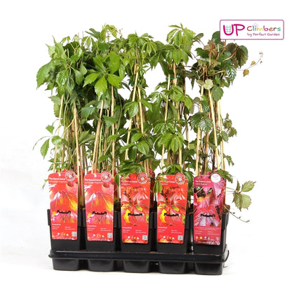 Parthenocissus mix tray (Virginia Creeper / Boston Ivy) / 2ltr, 65cm-Easy Garden Centre