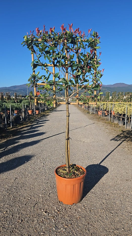 Photinia fras. Red Robin / C25 - 1/2 STD + 70x70 spalier-Easy Garden Centre
