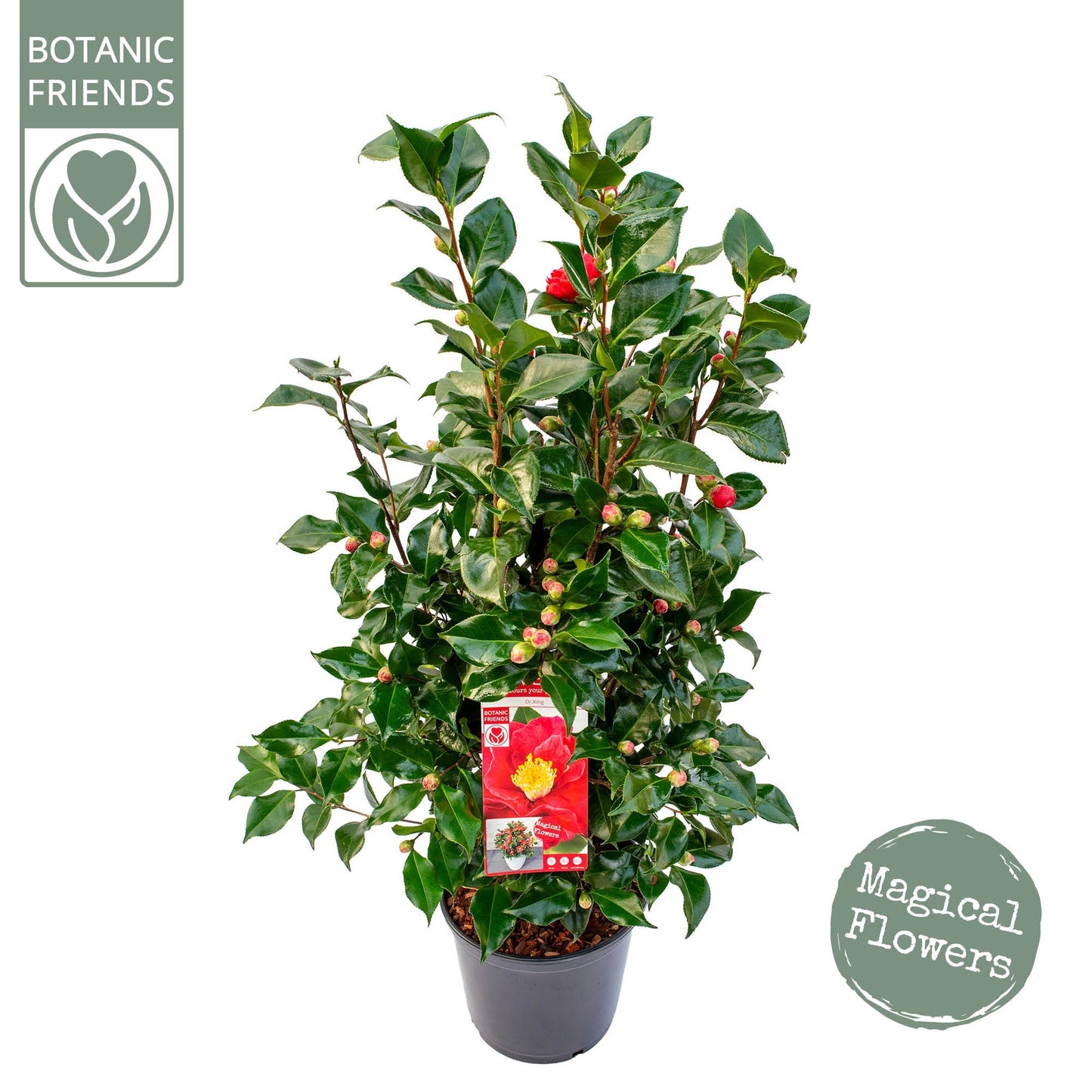 Camellia jap. 'Dr. King' / 10Ltr-Easy Garden Centre