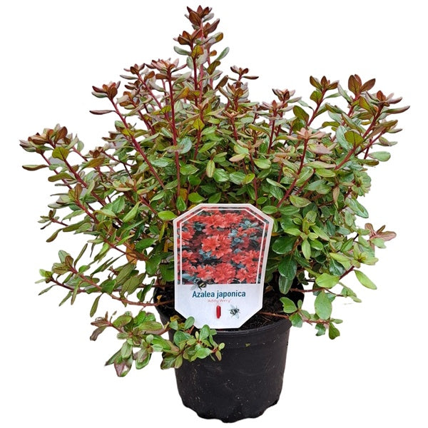 Azalea ''Addy Wery' oranje / 30cm 4Ltr