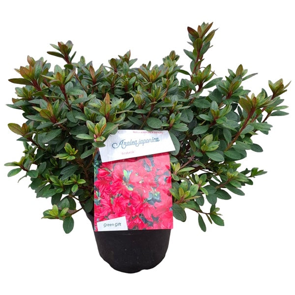 Azalea 'Arabesk' diep rood / 30cm 4Ltr