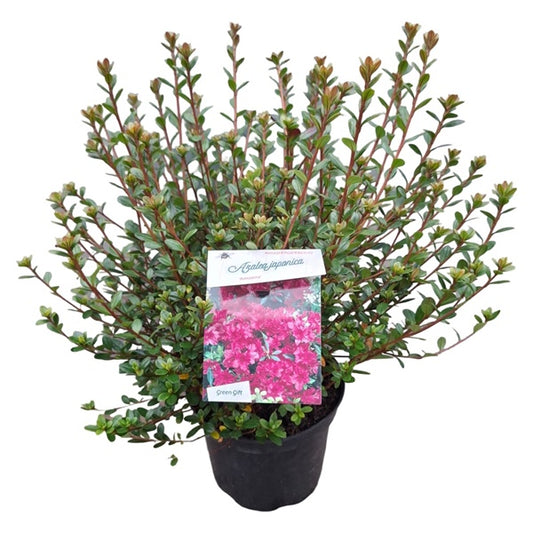 Azalea 'Amoena' paars / 30cm 4Ltr