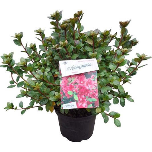 Azalea 'Florida' rose / 40cm 10Ltr