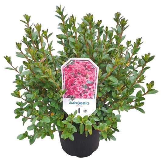 Azalea 'Silvester' rose/lila / 40cm 10Ltr