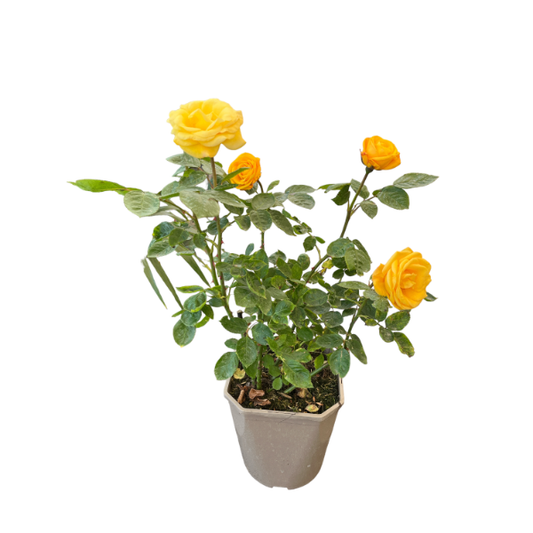 Rosa Golden Wedding / 4.5 Ltr / Floribunda