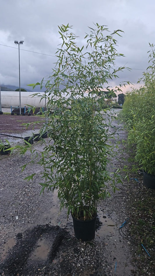 Phyllostachys aurea / C18 - 200/225-Easy Garden Centre
