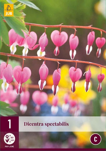 1 DICENTRA SPECTABILIS