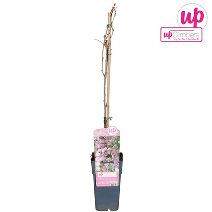 Wisteria floribunda Rosea (Japanese Wisteria, pink flowers) / 2ltr, 65cm-Easy Garden Centre