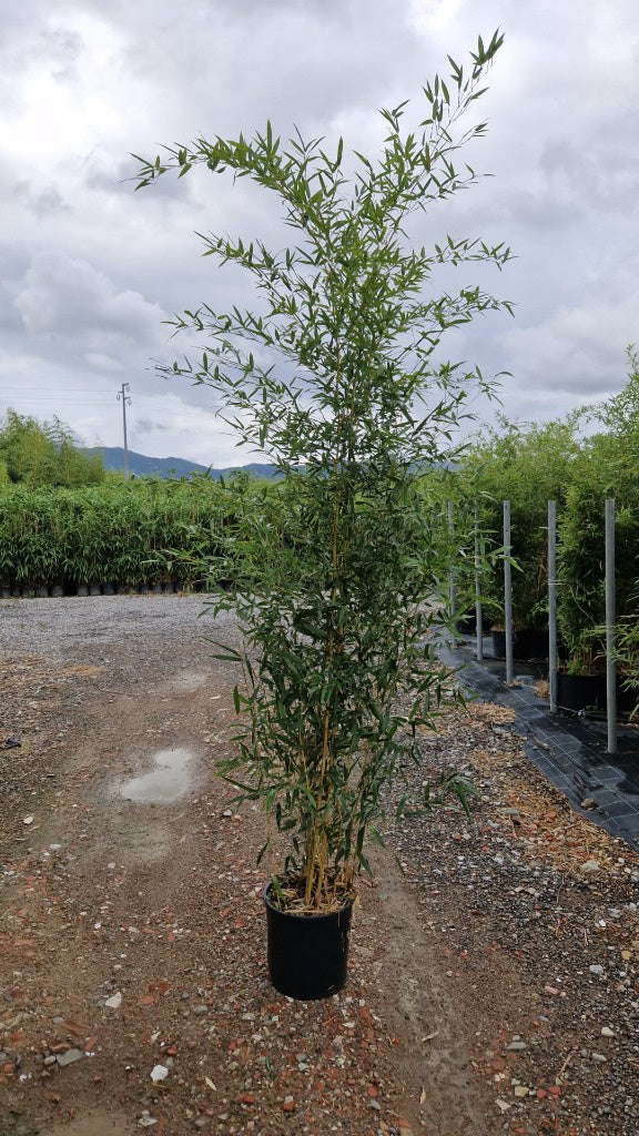 Phyllostachys aur. Spectabilis / C18 - 200/225-Easy Garden Centre