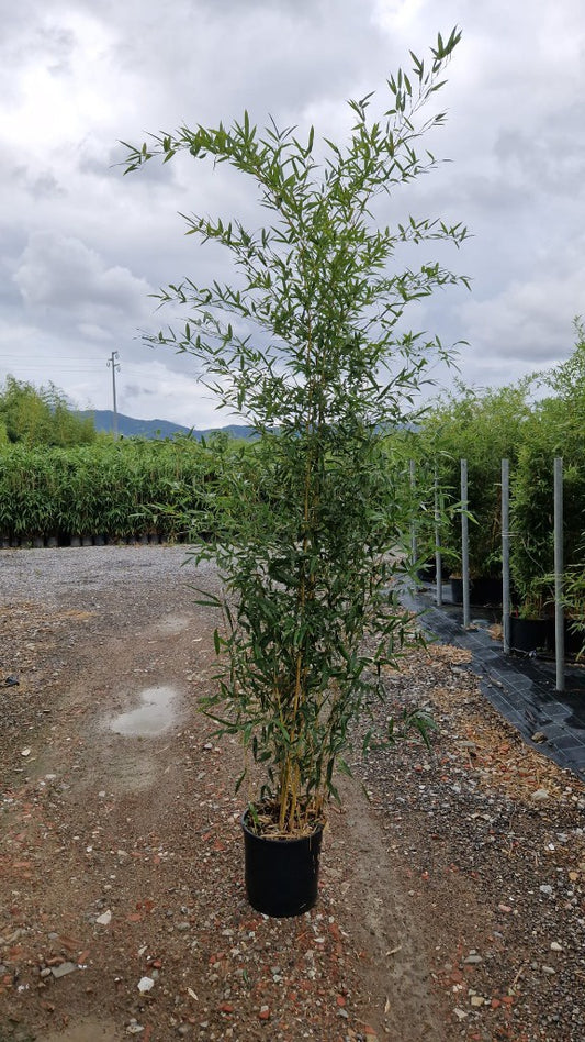 Phyllostachys aur. Spectabilis / C18 - 200/225-Easy Garden Centre