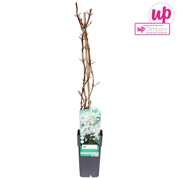 Hydrangea petiolaris (Climbing Hydrangea, white flowers) / 2ltr, 65cm-Easy Garden Centre