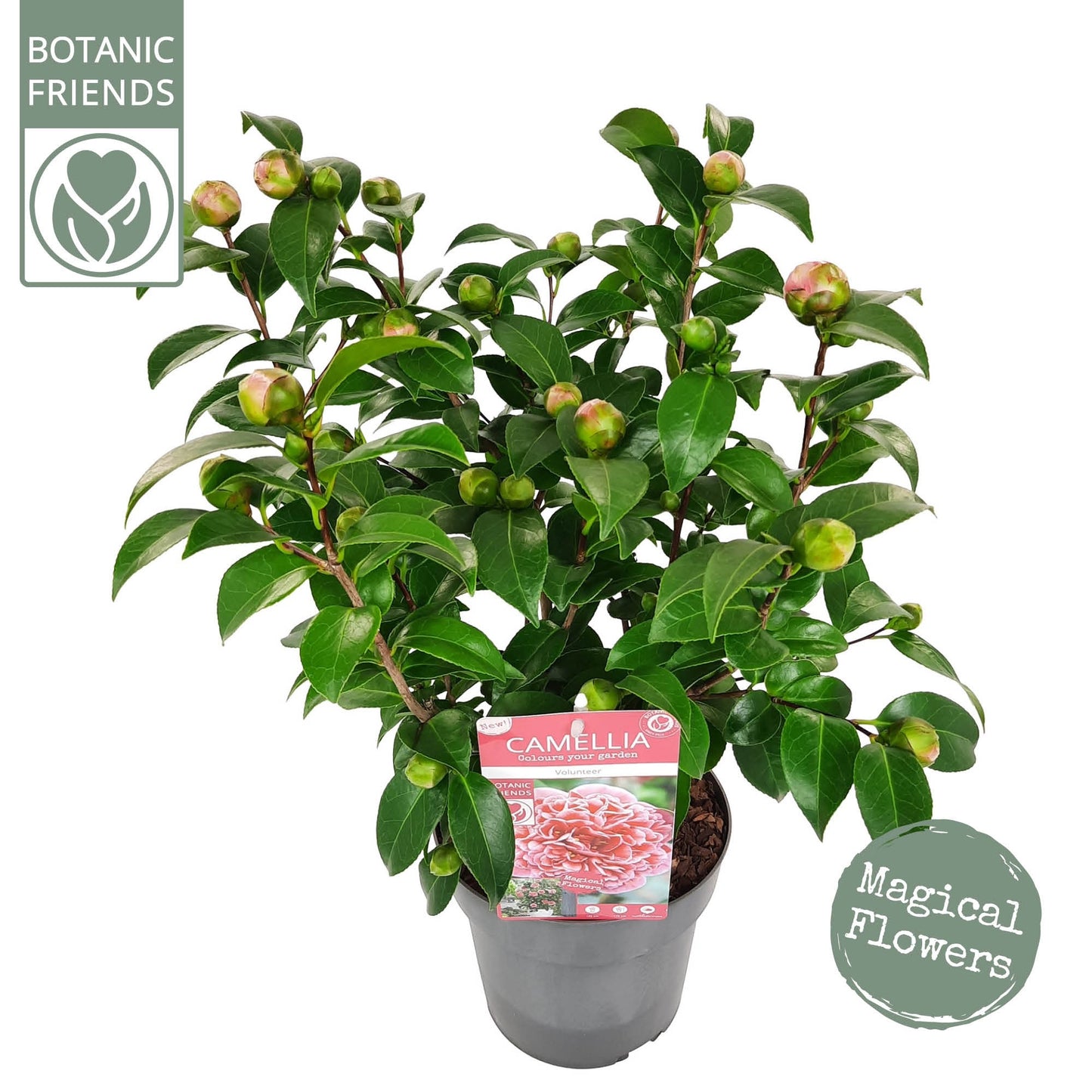 Camellia jap. 'Volunteer'® (PBR) / 3Ltr Premier-Easy Garden Centre