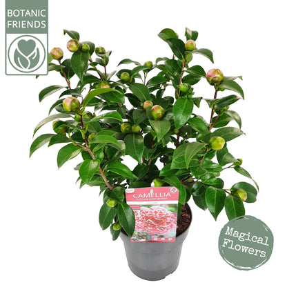 Camellia jap. 'Volunteer'® (PBR) / 3Ltr Premier-Easy Garden Centre