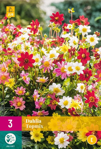 3 Dahlia Topmix Mix