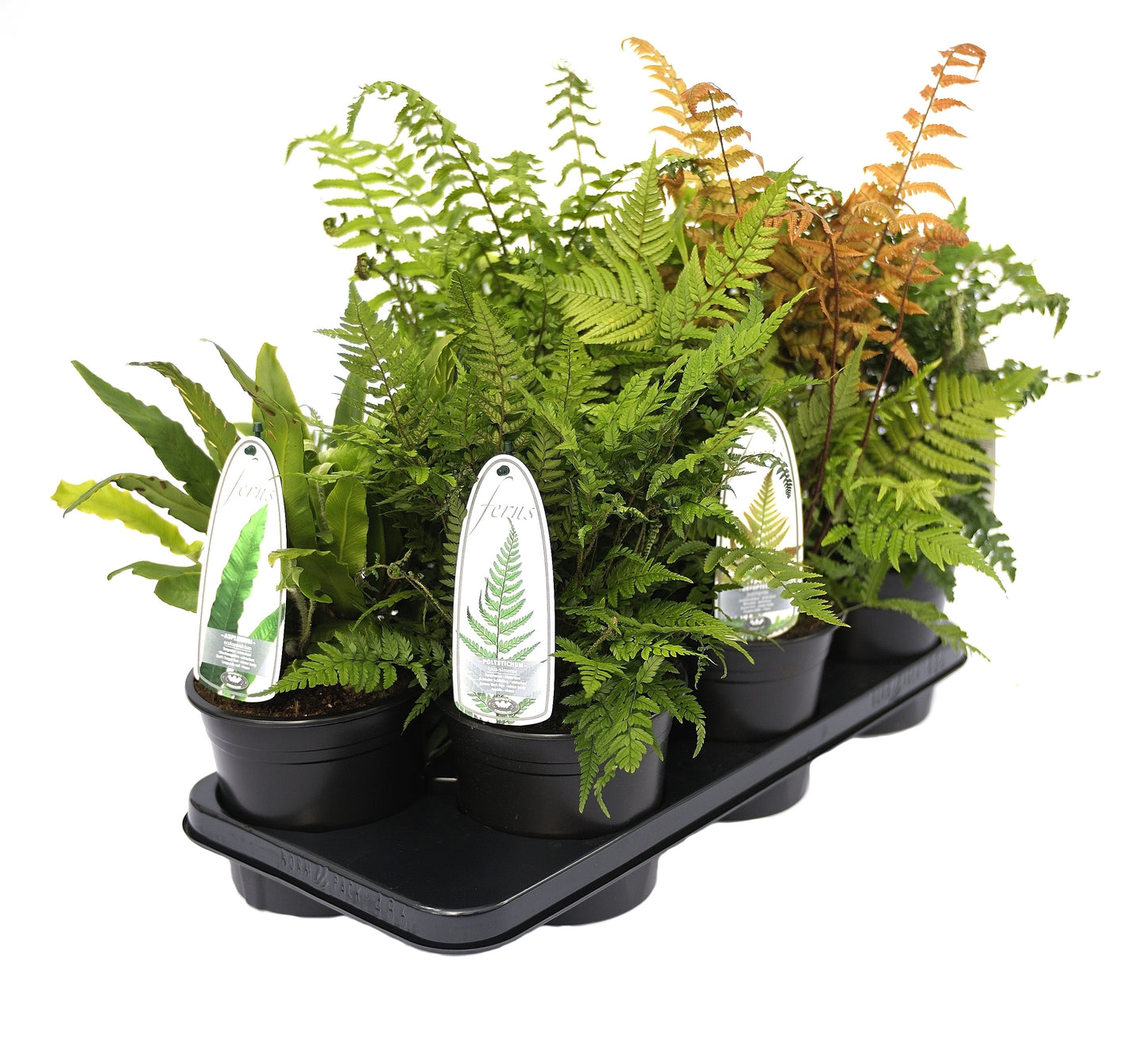 Ferns mix, Evergreen / P19 (3 Ltr)-Easy Garden Centre