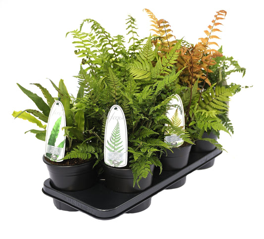 Ferns mix, Evergreen / P19 (3 Ltr)-Easy Garden Centre