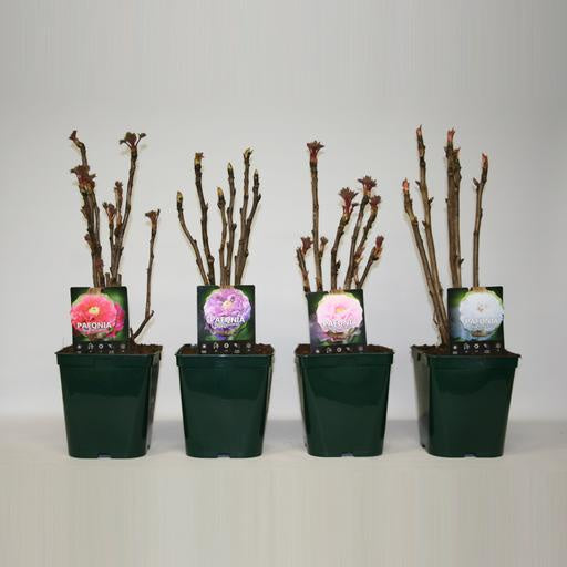 Paeonia suf. Chinese / P23(5Ltr)TERRA-Easy Garden Centre