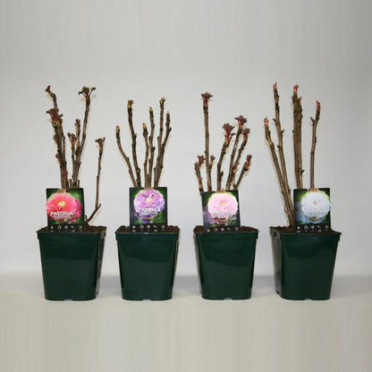 Paeonia suf. Chinese / P23(5Ltr)TERRA-Easy Garden Centre