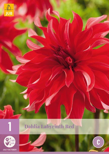 1 Dahlia Red Labyrinth