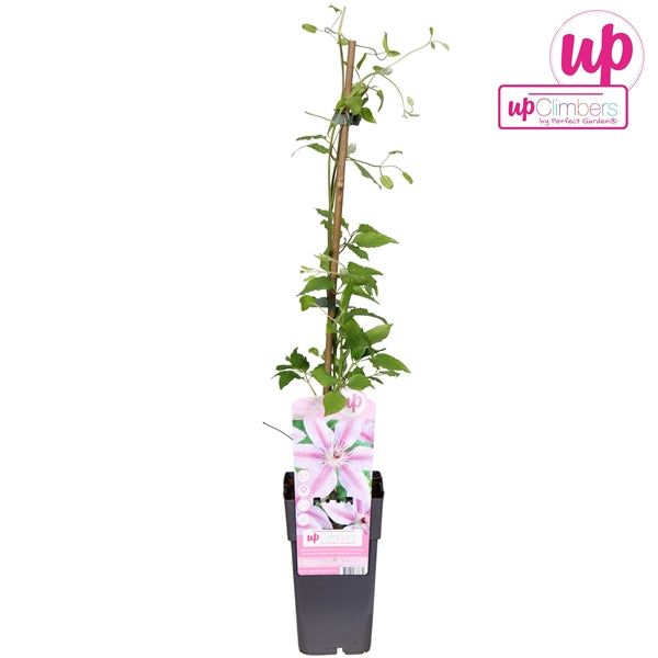 Clematis Nelly Moser (Large-flowered Clematis, pale pink flowers) / 2ltr, 65cm-Easy Garden Centre