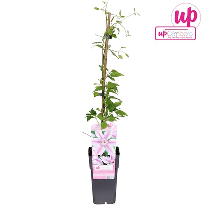 Clematis Nelly Moser (Large-flowered Clematis, pale pink flowers) / 2ltr, 65cm-Easy Garden Centre
