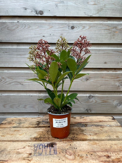 Skimmia jap.Rubella / P9 / 6+ flowers