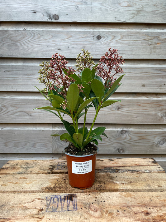 Skimmia jap.Rubella / P9 / 6+ flowers