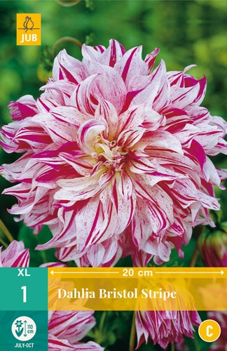 1 Dahlia Bristol Stripe