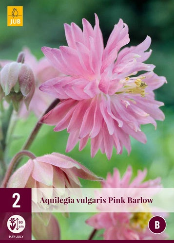 2 AQUILEGIA PINK BARLOW