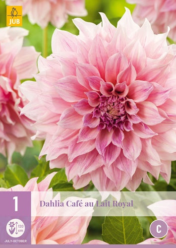 1 Dahlia Café Au Lait Royal