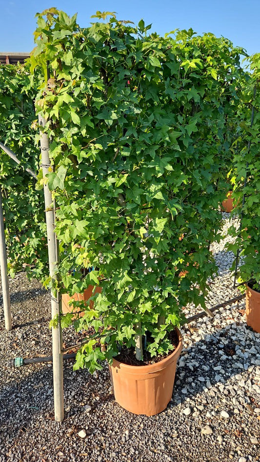 Liquidambar styraciflua / C30 - spalier 120x80-Easy Garden Centre