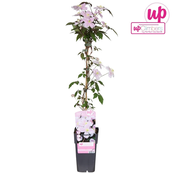 Clematis Montana Mayleen (soft pink flowers) / 2ltr, 65cm-Easy Garden Centre