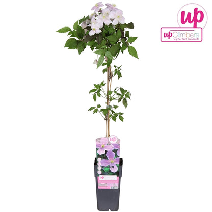 Clematis montana var. rubens (pink flowers) / 2ltr, 65cm-Easy Garden Centre