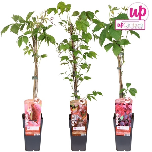 Parthenocissus mix tray (Virginia Creeper / Boston Ivy) / 2ltr, 65cm-Easy Garden Centre