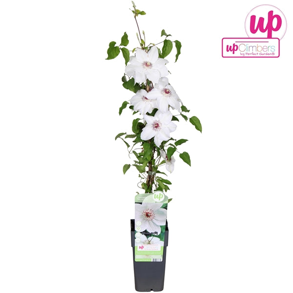 Clematis Miss Bateman (Large-flowered Clematis, white flowers) / 2ltr, 65cm-Easy Garden Centre