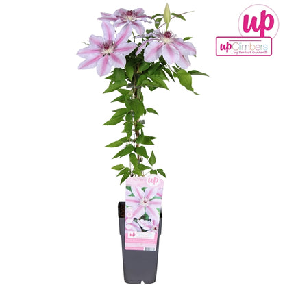 Clematis Nelly Moser (Large-flowered Clematis, pale pink flowers) / 2ltr, 65cm-Easy Garden Centre