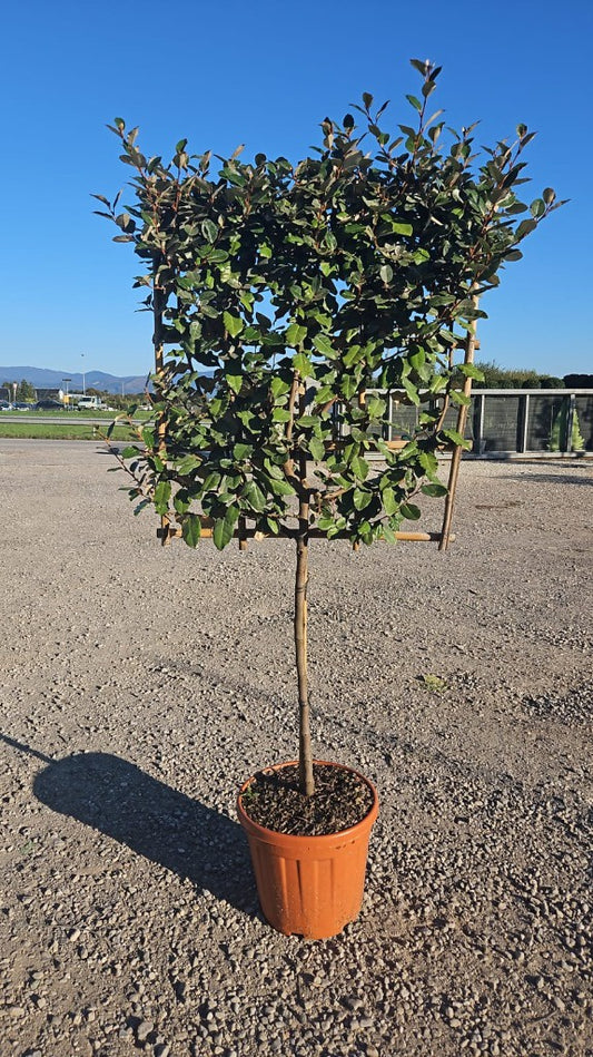 Elaeagnus ebbingei Compacta / C25 - 1/2 STD + 70x70 spalier-Easy Garden Centre