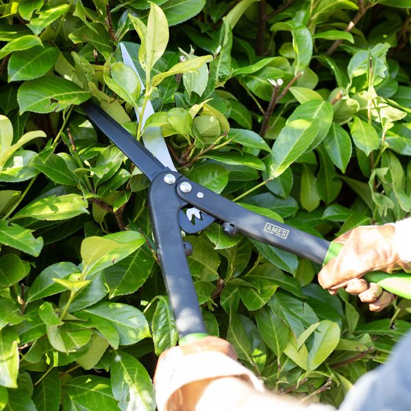 AMES Geared Hedge Shears-Easy Garden Centre