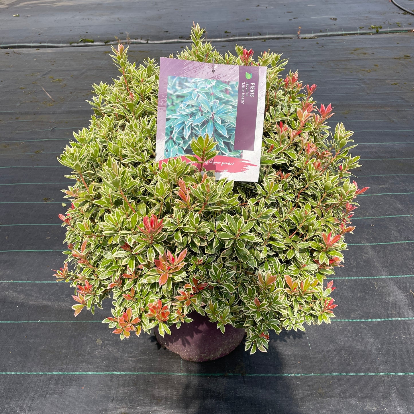 Pieris jap. 'Little Heath' / 50-60 cm
