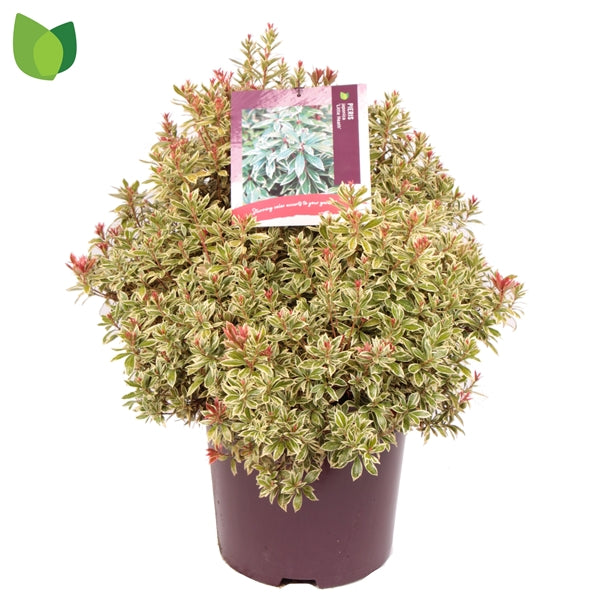 Pieris jap. 'Little Heath' / 50-60 cm-Easy Garden Centre